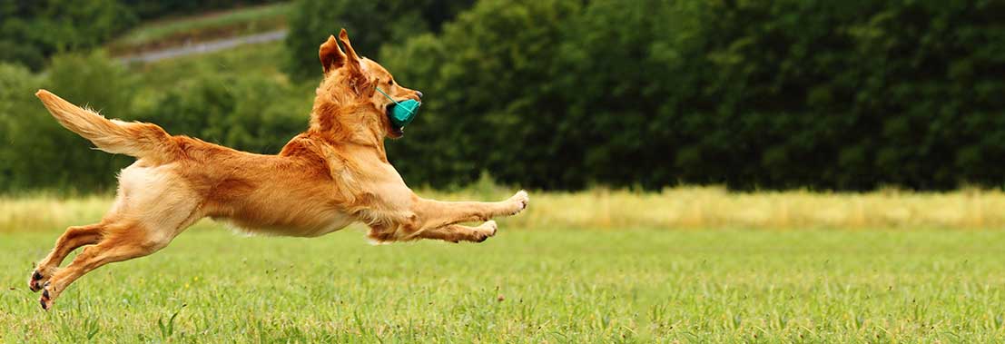 Deutscher Retriever Club e.V. Deutscher Retriever Club e.V.