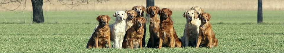 Deutscher Retriever Club e.V. Deutscher Retriever Club e.V.