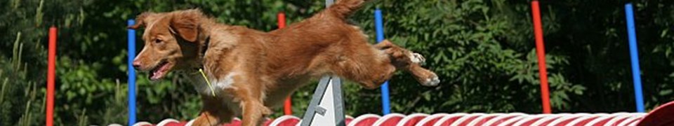 Deutscher Retriever Club e.V. Deutscher Retriever Club e.V.