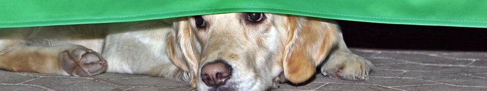 Deutscher Retriever Club e.V. Deutscher Retriever Club e.V.