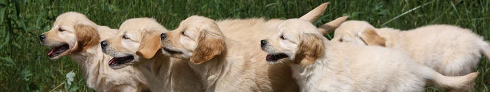 Deutscher Retriever Club e.V. Deutscher Retriever Club e.V.